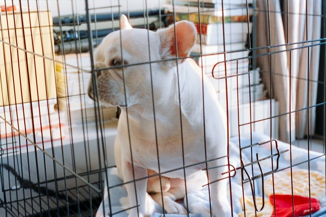 White dog sitting calmly inside a wire crate during indoor rest