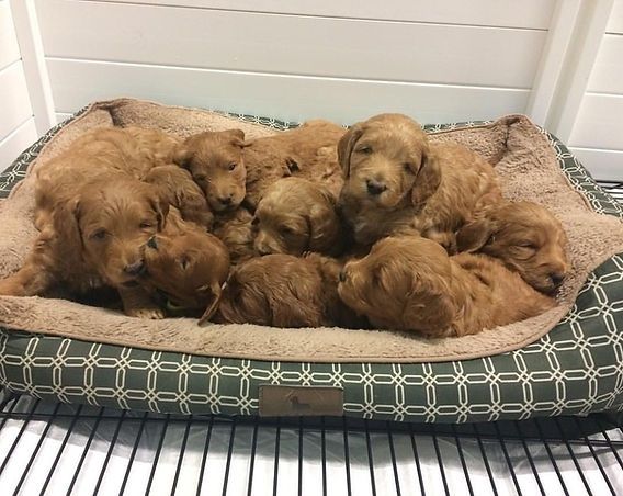 Seven golden-brown puppies resting together in a cushioned pen