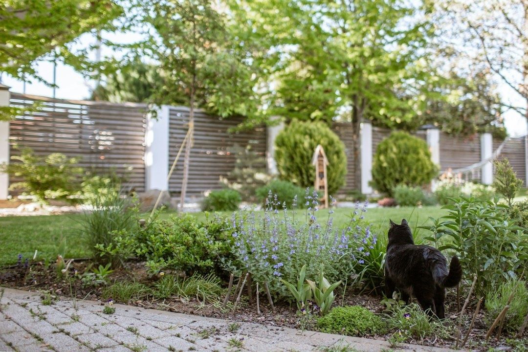 Black dog exploring a planted garden border beside a paved path