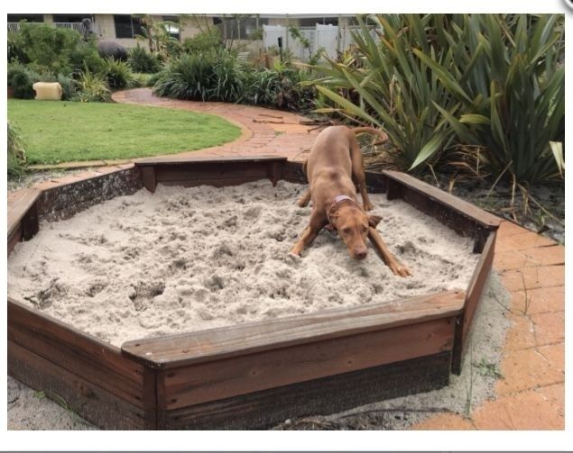Brown dog lying in a sand-filled wooden digging pit in a garden